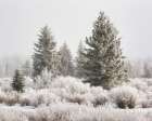 Wyoming, Grand Teton NP, Jackson. Sunlight breaks through fog, reveals frosty trees on a winter day Art Print